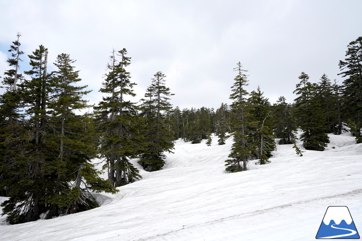 大雪山旭岳ロープウェイスキー場　カムイミンタラ『神々の遊ぶ庭』で春を楽しむ！